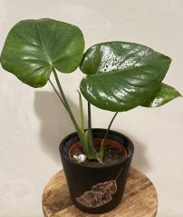 Monstera Burle Marx Flame S včetně květináče