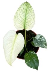 Monstera Mint