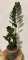 Zamioculcas Zamiifolia ZZ