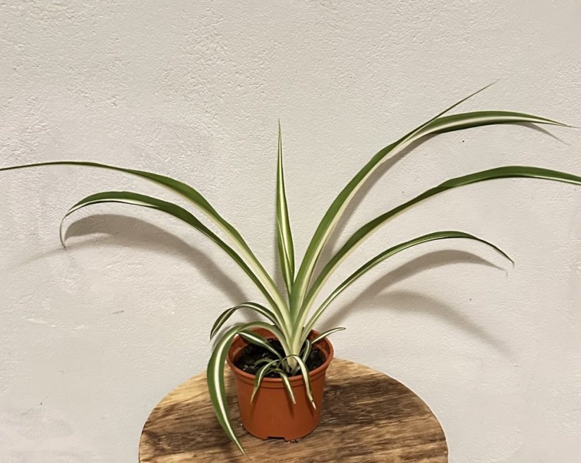 Chlorophytum comosum ‘Variegatum ’ – zelenec chocholatý