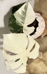 Monstera deliciosa Albo Variegata - Super white M