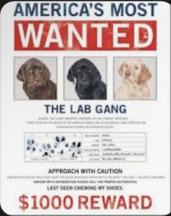 Plechová cedule America's most Wanted Labrador