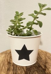 Plectranthus socotranus - Plektrant