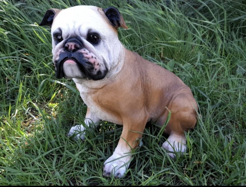 Pes Buldog