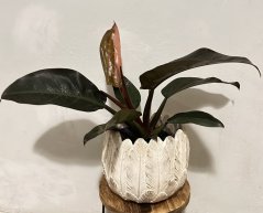 Philodendron Imperial green