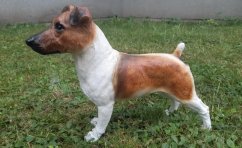 Pes Jack Rassel