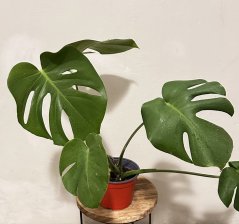 Monstera Deliciosa M včetně květináče