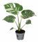 Monstera Thai Constellation