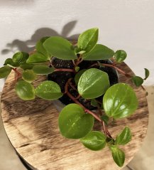 Peperomia scandens