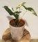 Syngonium podophyllum Albo VariegataI S