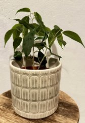 Ficus Benjamina - Fíkus malolistý