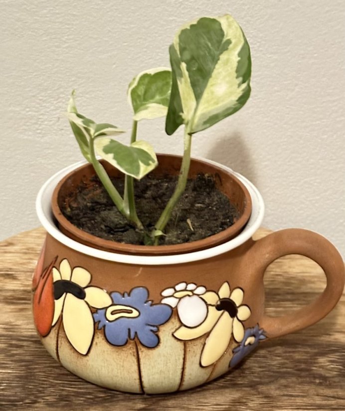 Epipremnum aureum ‘Marble Queen’