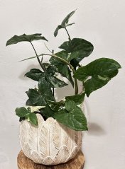 Syngonium podophyllum ‘Albo Variegata’