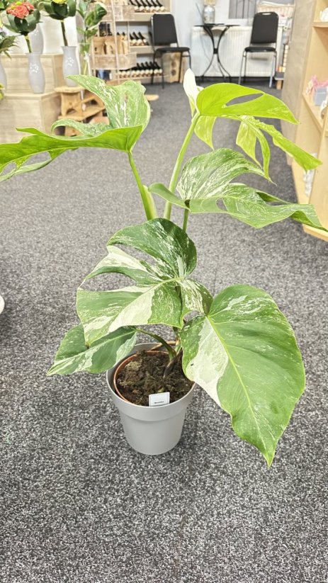 Monstera deliciosa Albo Variegata  L