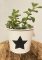 Plectranthus socotranus - Plektrant