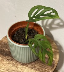 Monstera Adansonii - Monkey Mask XS