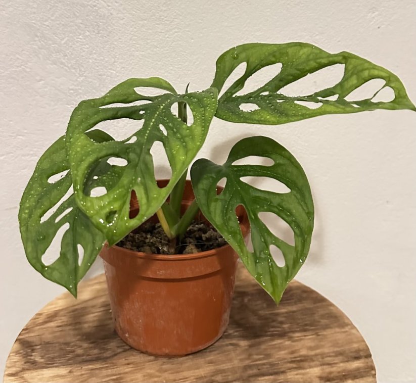 Monstera Adansonii - Monkey Mask XS