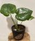 Monstera Burle Marx Flame S včetně květináče