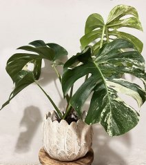Monstera Sport  Variegata