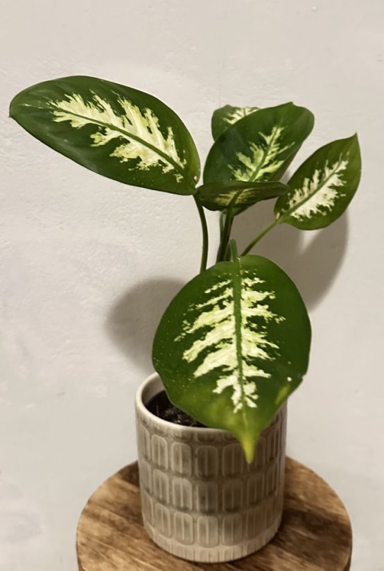 Dieffenbachia Camille