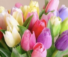 Kytice tulipánů - Tulipán 9ks AKCE