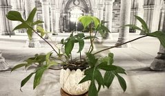 Philodendron Florida Variegata