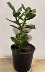 Crassula ovata - Tlustice vejčitá