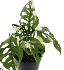 Monstera Adansonii Japanese Tricolor