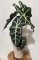 Alocasia Polly S