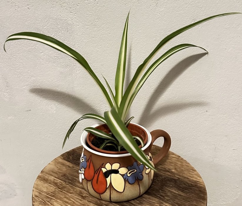 Chlorophytum comosum ‘Variegatum ’ – zelenec chocholatý