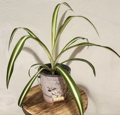 Chlorophytum comosum ‘Variegatum ’ – zelenec chocholatý