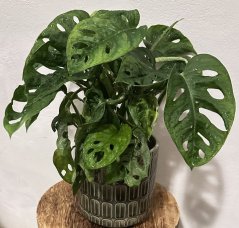 Monstera Adansonii - Monkey Mask M