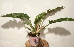 Philodendron Ring of Fire