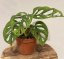 Monstera Adansonii - Monkey Mask XS