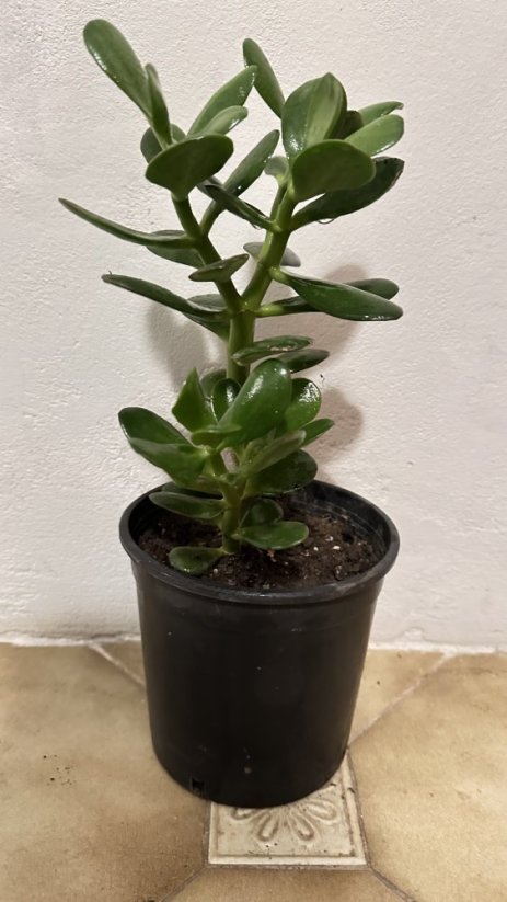 Crassula ovata - Tlustice vejčitá