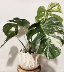 Monstera Sport  Variegata