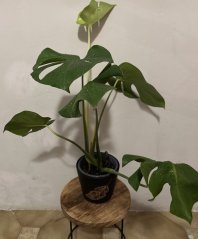Monstera Deliciosa M včetně květináče