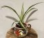 Chlorophytum comosum ‘Variegatum ’ – zelenec chocholatý