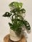 Monstera Adansonii - Monkey Mask S