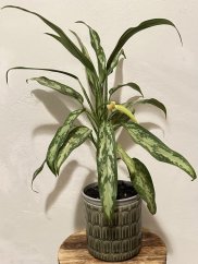 Aglaonema White Lime