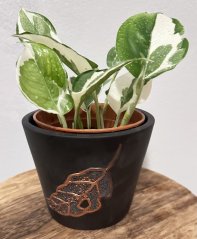 Epipremnum aureum ‘Marble Queen’