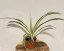 Chlorophytum comosum ‘Variegatum ’ – zelenec chocholatý