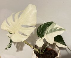 Monstera deliciosa Albo Variegata - Super white M